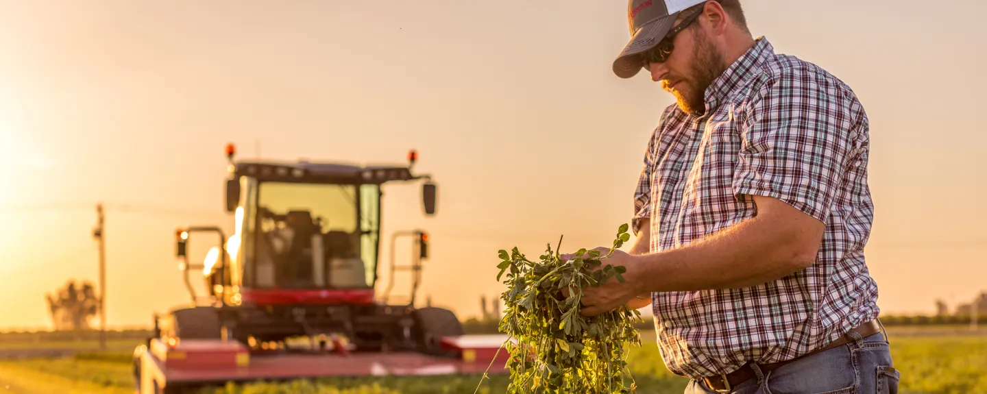 Thumbnail forFarmer inspecting freshly harvested crop while a Massey Ferguson windrower operates in the background at sunset.